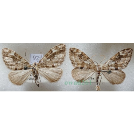 Thera variata (Denis & Schiffermüller, 1775) pair Paśnik przekrasek Czech92j